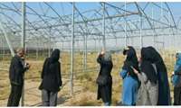 بازدید کارآموزان از گلخانه های شهرستان نیشابور